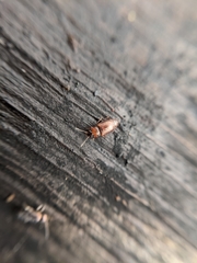 Anthobium atrocephalum