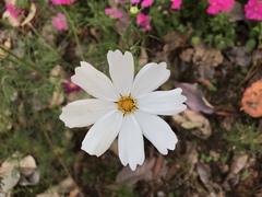 Cosmos bipinnatus