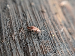 Anthobium atrocephalum