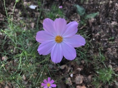 Cosmos bipinnatus