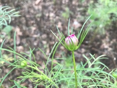 Cosmos bipinnatus