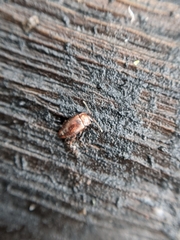 Anthobium atrocephalum