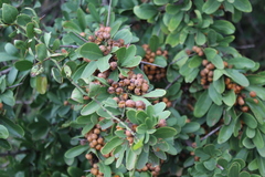 Gymnosporia buxifolia