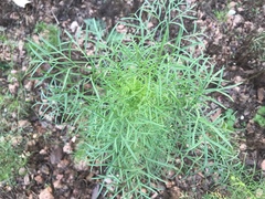 Cosmos bipinnatus
