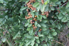 Gymnosporia buxifolia