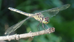 Chalcostephia flavifrons