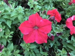 Petunia × atkinsiana