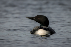 Gavia immer