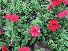 Petunia × atkinsiana