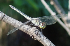 Chalcostephia flavifrons