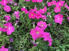 Petunia × atkinsiana