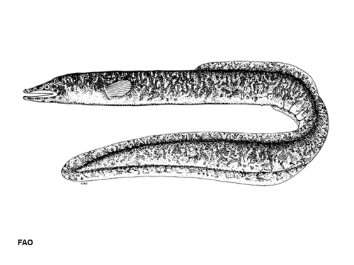 Highlands long-finned eel
