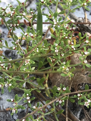 Image of Paronychia discoveryi by (c) Brandon Corder, some rights reserved (CC BY)