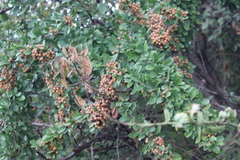 Gymnosporia buxifolia