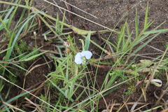 Commelina livingstonii