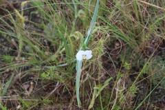 Commelina livingstonii
