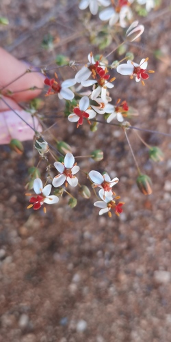 Pharnaceum confertum (Pharnaceum confertum)