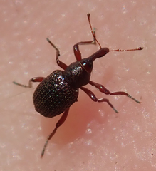 Cyrtobagous salviniae