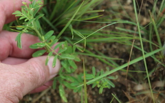 Indigofera zeyheri