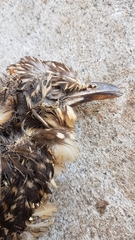 Urodynamis taitensis