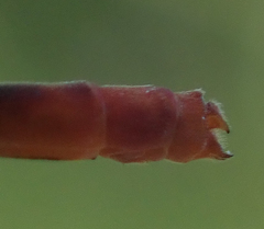 Agriocnemis gratiosa