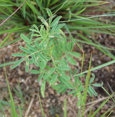 Indigofera zeyheri