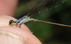Agriocnemis gratiosa