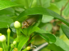 Aspisoma ignitum