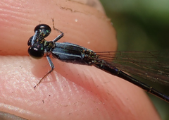Agriocnemis gratiosa