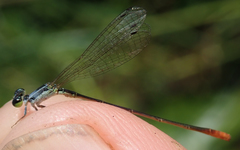 Agriocnemis gratiosa