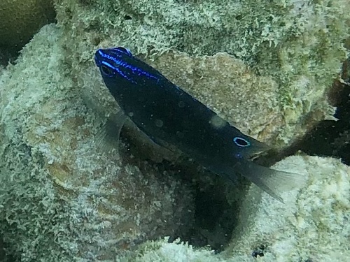Manyspine damsel (Pomacentrus polyspinus) — Pomacentridae — 5