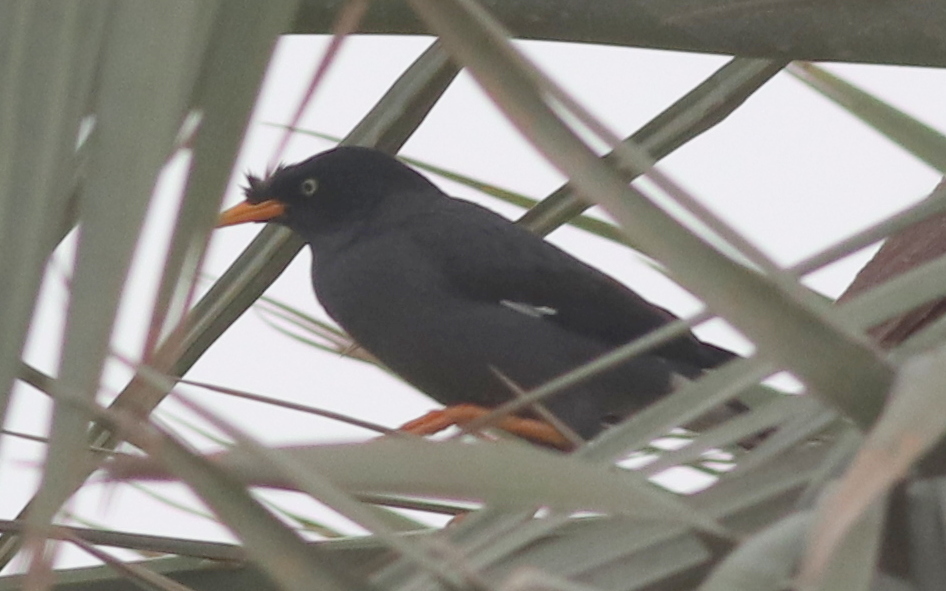 Javan Myna (Acridotheres javanicus)