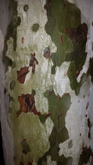 Platanus × hispanica