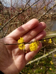 Cornus mas