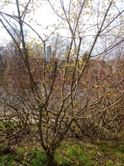 Cornus mas