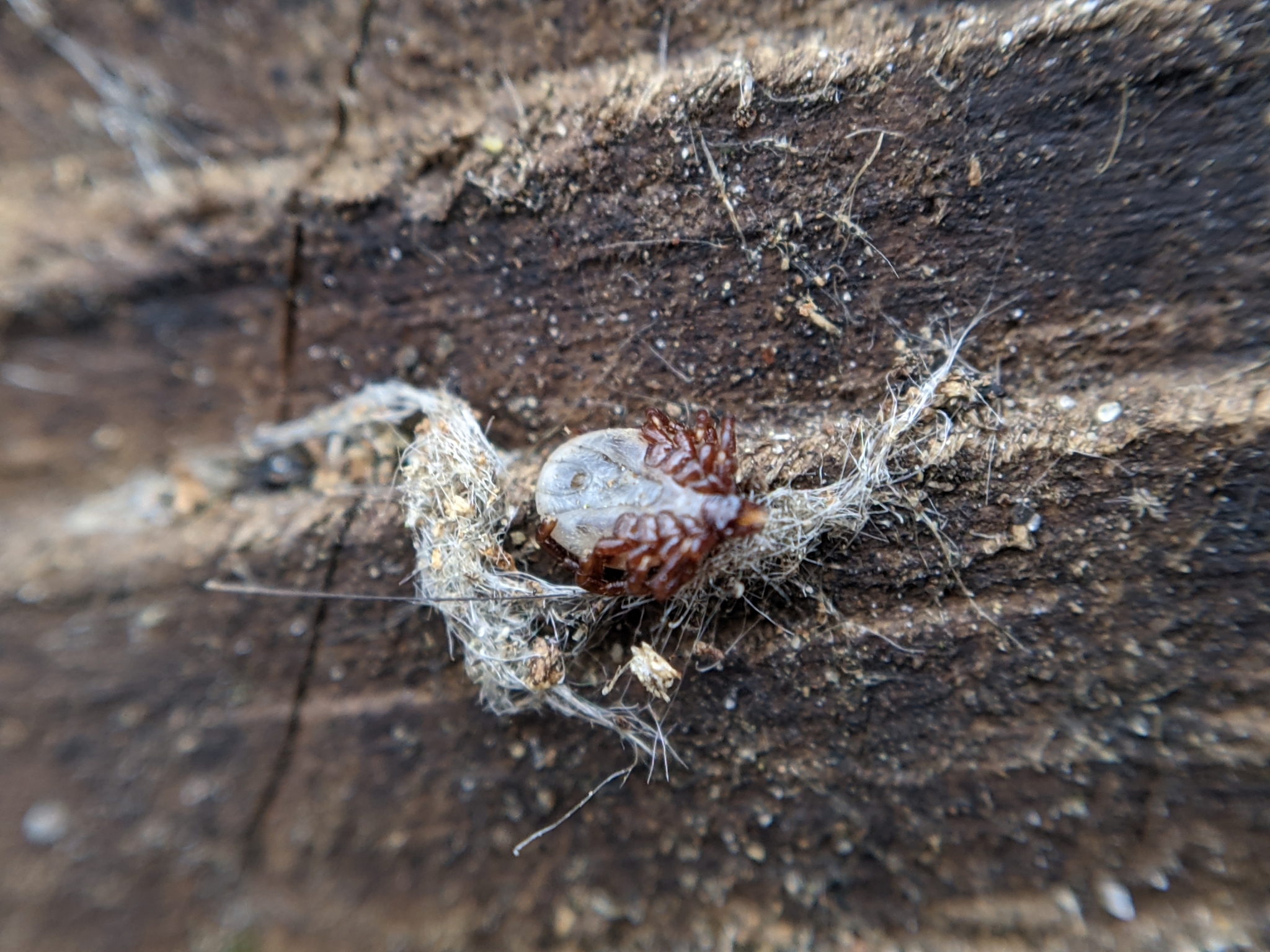 european dog tick, hedgehog tick, igelzecke