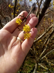 Cornus mas