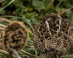 Gallinago stricklandii