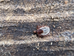 Ixodes hexagonus