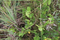 Ziziphus zeyheriana