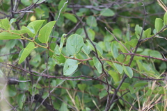 Ziziphus zeyheriana