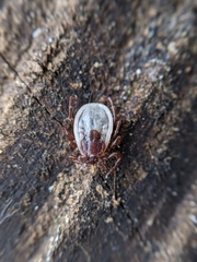 Ixodes hexagonus
