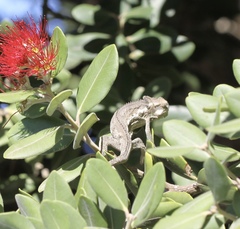 Bradypodion occidentale