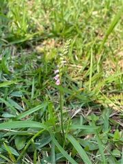 Spiranthes sinensis