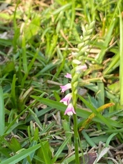 Spiranthes sinensis
