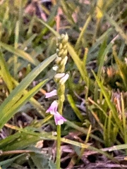 Spiranthes sinensis
