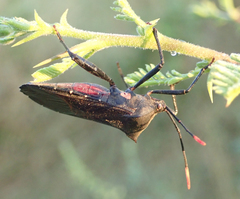 Anoplocnemis curvipes