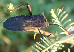 Anoplocnemis curvipes