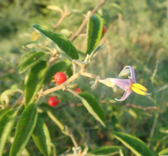 Solanum tettense image