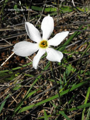 Narcissus deficiens